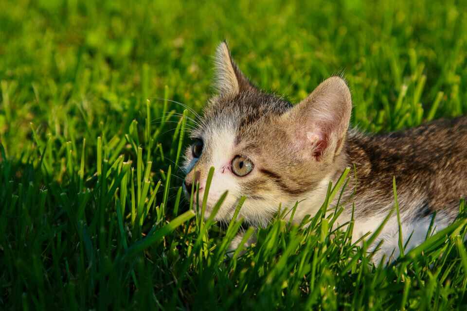 Piccoli Gatti Crescono /01