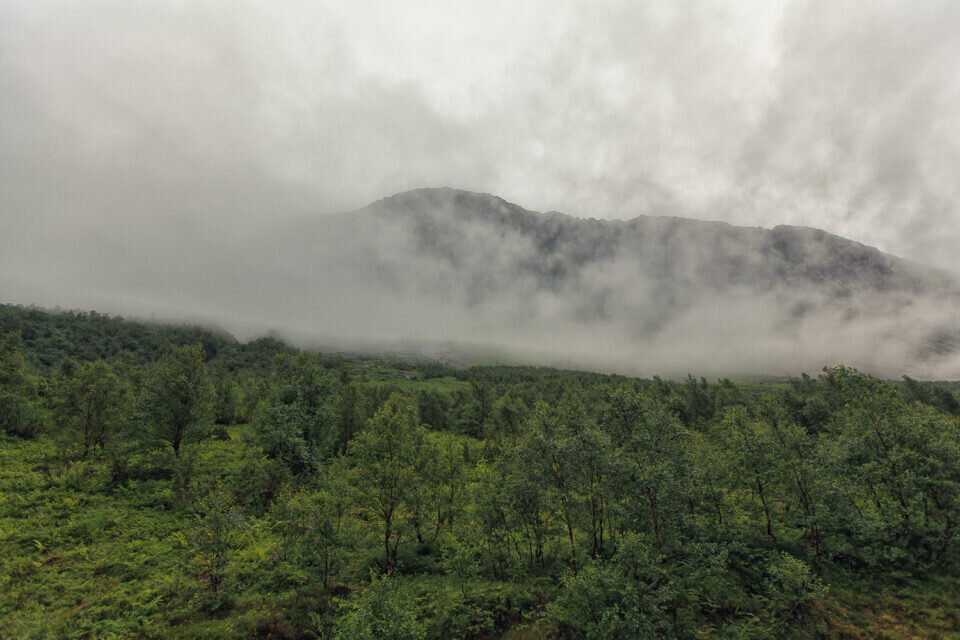 Green and Fog