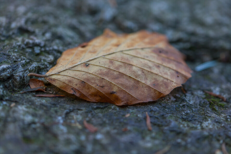 Death leaf