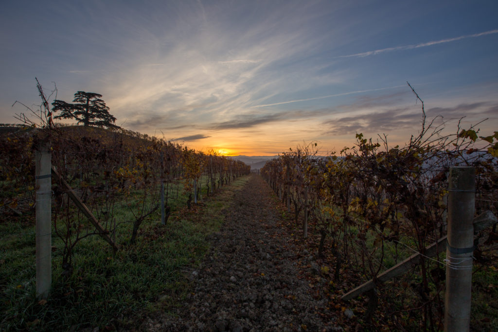 Alba fra le Vigne