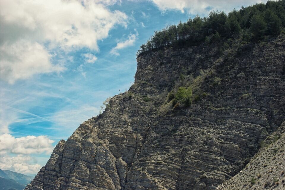 Bordertrees # 04