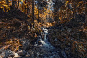 Autumn Light